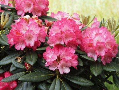 ��� ���������� ������������ ��������� ������ ��������: ������� �������� ���������