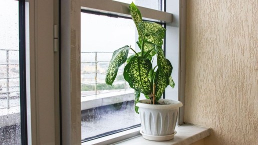 ��� ������� ����������� ��� ���? ������� �������� ����� � ���������� ����