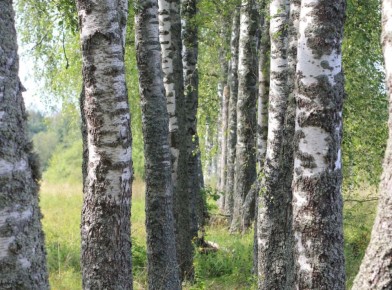 ������ �� 37 ���: � ������������ ����� �� ��� �� ���� �� ������ ������