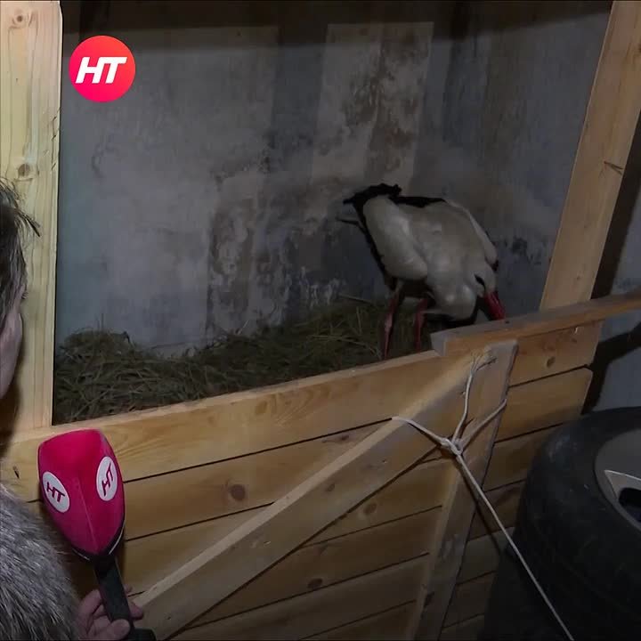 В деревне Трубичино поймали и спасли аиста