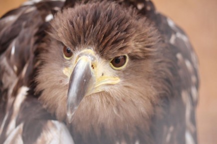 ������������ ���������� ���� ������� �������������� ������� � �������� � �����