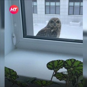 ������������ ������ ��������� � ����� ������ ����� �36