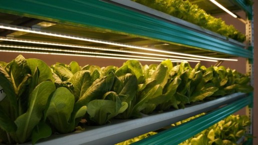 Как вырастить зелень зимой в теплице: секреты быстрого урожая