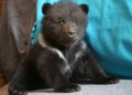 Более 15 лет в тверском центре спасают медвежат-сирот из Новгородской области
