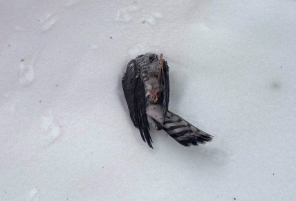 ��������� ������� ���������� ������� ����� �� ��������� �����