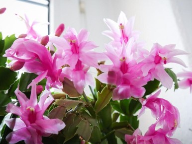 ������ ��������� ��������� � ������ �����: ������ ��� ����������