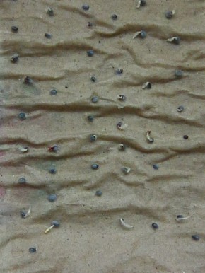 ��������� ������ ��������: ��� ������� ��������� � �����