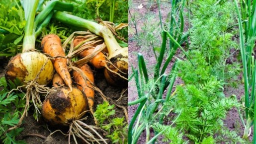 ��� ������� ������� ���� ����� �������� �������� ��������� ������