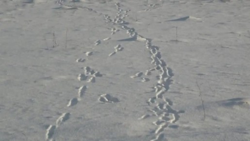 � ������������ ������� ��������� �����, �������, ������ � ��������