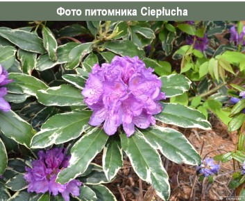 ������ ����� ����������� ���������� �������� ���������?