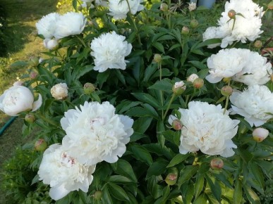 �����: ������� �������� ������� � ������������ �����