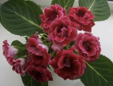 ����� ����������� ��������� � �������� ���������