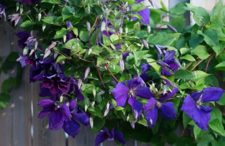 пять сортов клематиса, которые будут радовать вас все лето