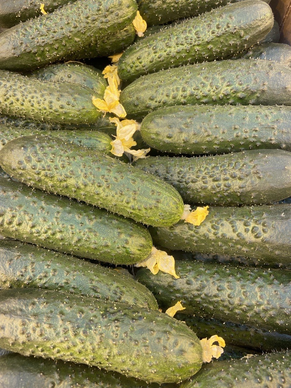 В новгородских теплицах в январе каждый день собирают 17,5 тонн овощей В новгородских теплицах в январе каждый день собирают 17,5 тонн овощей