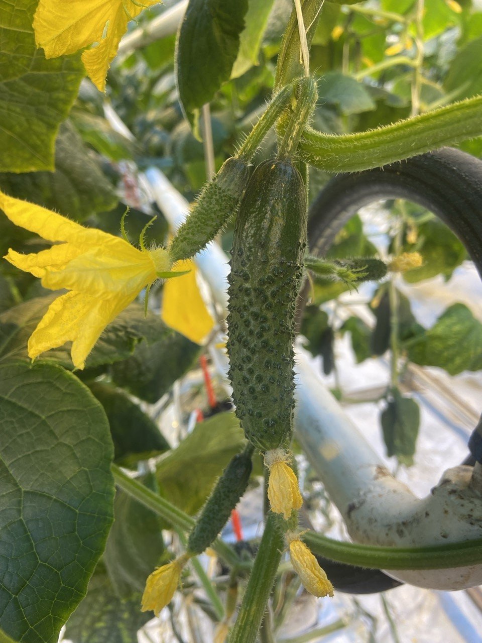 В новгородских теплицах в январе каждый день собирают 17,5 тонн овощей