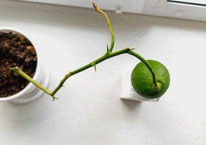 ����� �����: ��������� ������ ��� �������� �����?