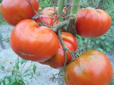 ����� ������ ��������: ����������� �������� ���� ��� �������� ���������