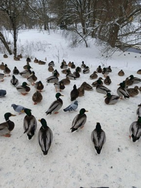 �� ��� ���� ������ ����� ������� ��������� ����� 800 ����� � ������� ���������