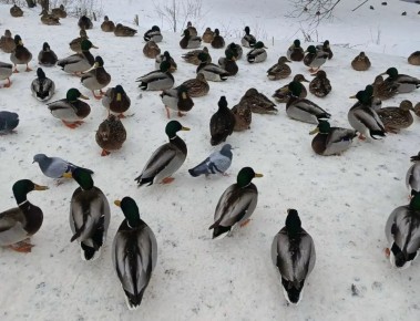 ����� 800 ����� ��������� � ������� ��������� �� ��� ���� ����� ������ �����