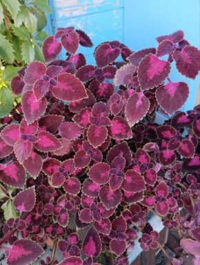 ��������� ���� ������� �������: ��������� ���������� �� ������� ������