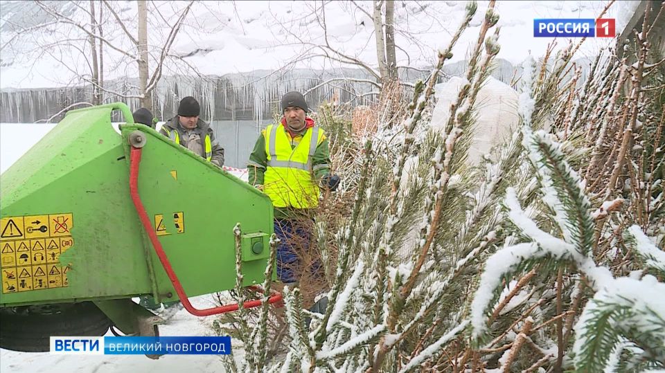 Новгородцам предлагают утилизировать новогодние ёлки