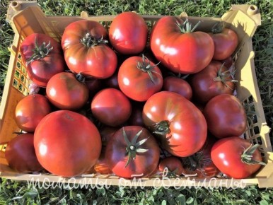 ����� ����� �����: ������������� ���� � ���������� ������ � ������������ � ������������