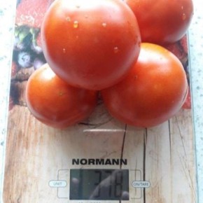 Томат Беталюкс: ультраранний сорт с дружной отдачей урожая