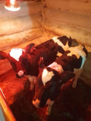 � ������������ ������� � ������ �������� ����� ��� ������