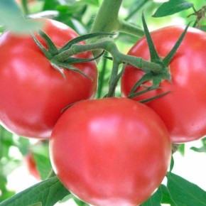 Томат Пинк Харт: как вырастить крупные розовые плоды в теплице