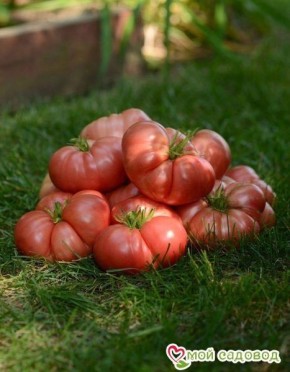 ����� ��� ������: ������������� ������ � ������������ ����������� � �������� �������