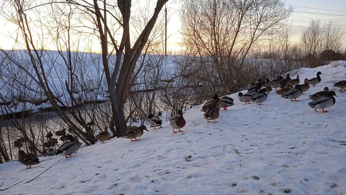 Более 1,5 тысячи уток насчитали в Новгородской области во время акции «Серая шейка»