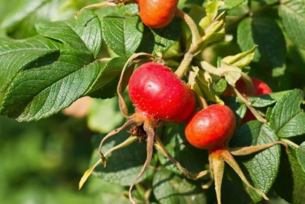 Забота о шиповнике в конце сентября: советы для садоводов