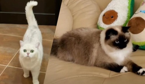 Как понять, что хочет сказать кот с помощью хвоста