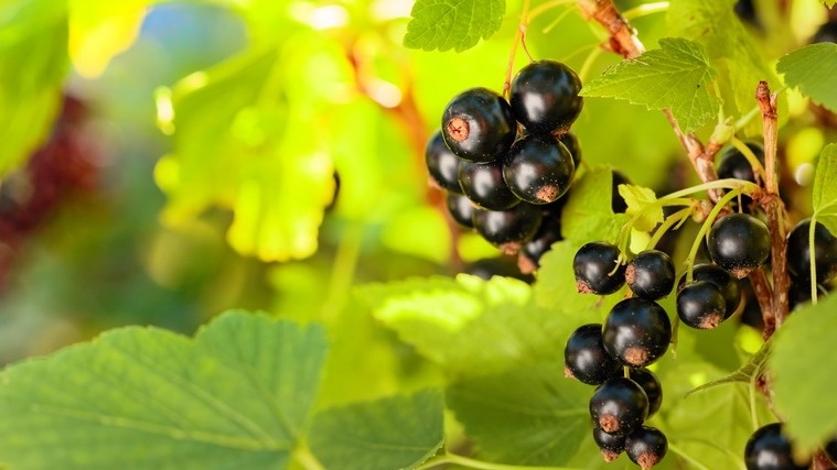 Почему стоит сохранить старые кусты смородины? Уникальные секреты урожайности