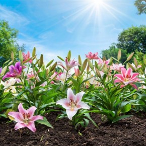 Осенний уход за лилиями: секреты успешной посадки луковиц