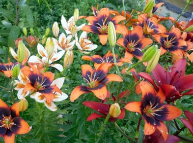 ��� ���������� �����: ������� � ����������� ������