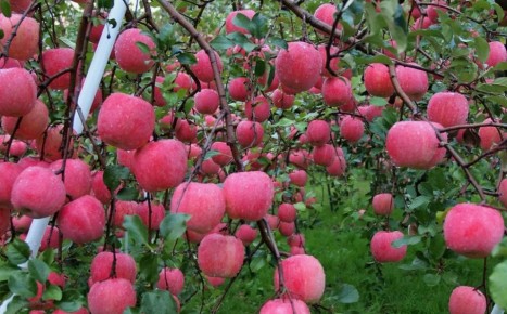 Как подкормка для яблонь может превратить уход за садом в удовольствие