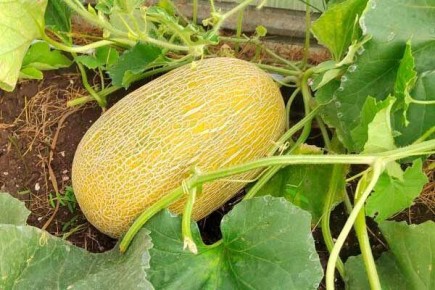 ���� ������: ��������� ����� ��� ������ �������