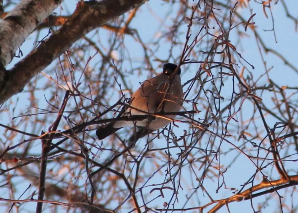 ��������� ����, ������������ �������!