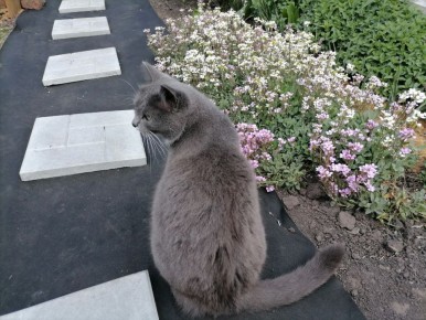 ������� ��� ����: ��� ����� �������, ����� ����������