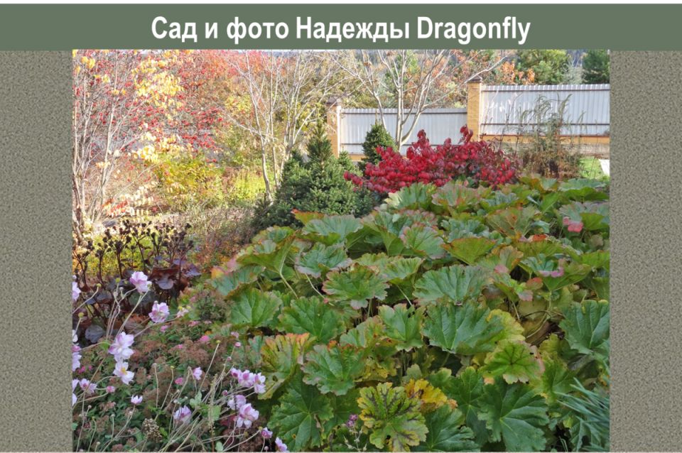 Дармера: красивейший акцент в северных садах