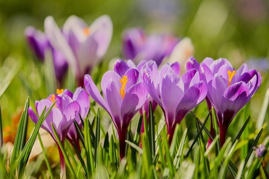 Первоцветы весны: какие цветы первым делом радуют глаз в саду