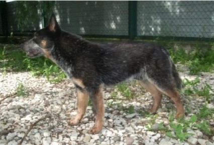 Новгородские полицейские ищут хозяев для пса-пенсионера Севенти Севена