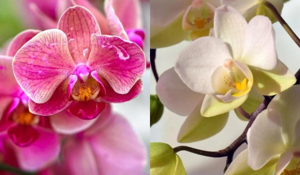 Секреты долгоживущих орхидей: как избежать ошибок при поливе