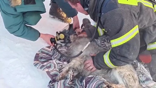 Из горящей квартиры в Боровичах пожарные спасли четырёх человек и одну собаку