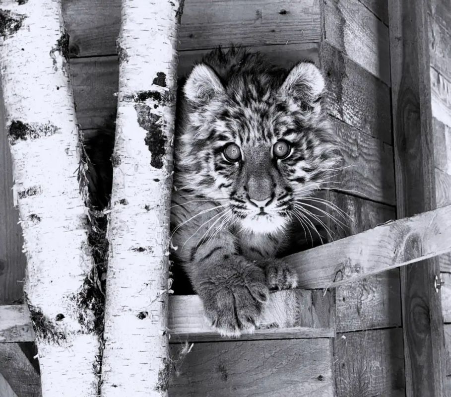 � ���������� �������� ���� ������� ������