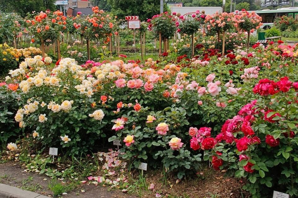 Как правильно обрезать различные сорта роз для пышного цветения