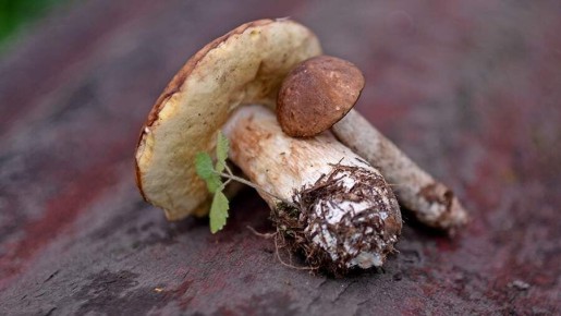 Эксперт предупреждает: как избежать ядовитых грибов в лесу