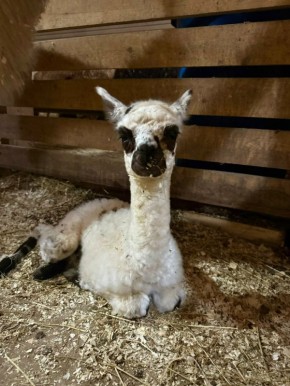 � �������� �������� �������� �������-�������