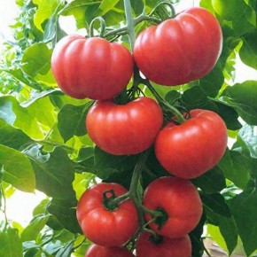 ����� ������: ��� ��������� ����� ��� ������� ������ � �������